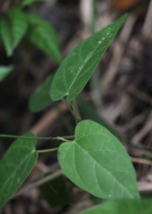 Matelea floridana