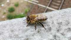 Apis mellifera