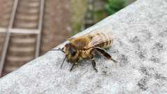 Apis mellifera