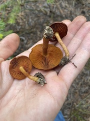 Cortinarius thiersii