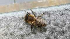 Apis mellifera