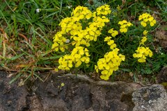 Erysimum duriaei