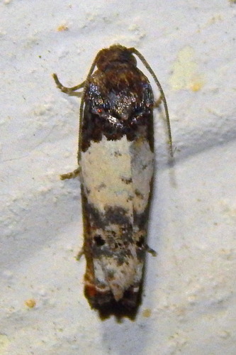 Olethreutinae image
