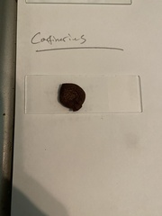 Cortinarius thiersii