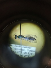 Merosargus caeruleifrons