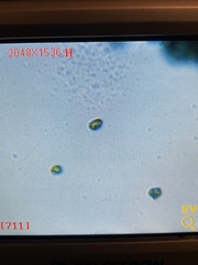 Cortinarius thiersii