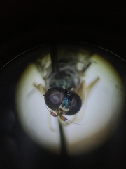 Merosargus caeruleifrons