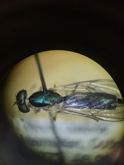 Merosargus caeruleifrons