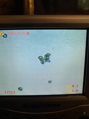 Cortinarius thiersii