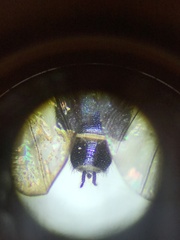 Merosargus caeruleifrons