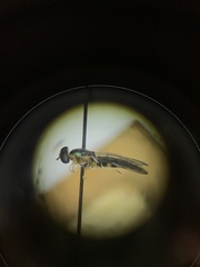 Merosargus caeruleifrons