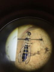 Merosargus caeruleifrons