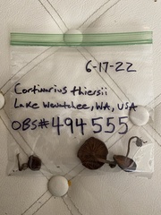 Cortinarius thiersii