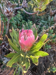 Protea burchellii × compacta