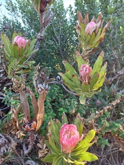 Protea burchellii × compacta