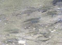 Herichthys cyanoguttatus