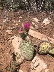 Opuntia aurea