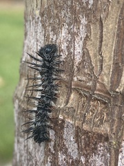Nymphalis