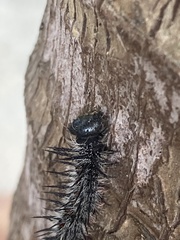 Nymphalis