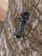 Nymphalis