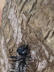 Nymphalis