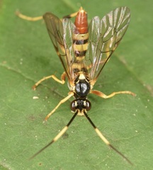 Polytribax contiguus