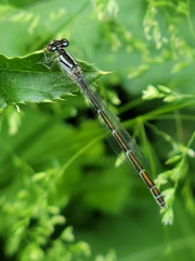 Coenagrion resolutum
