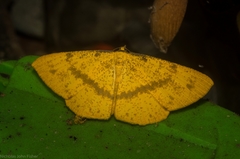 Eumelea rosalia