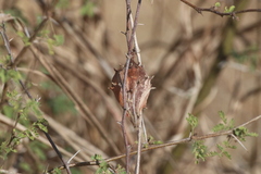 Dictyanthus