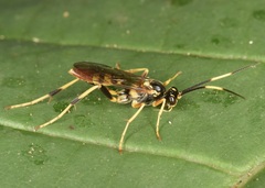 Polytribax contiguus
