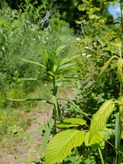 Euthamia graminifolia nuttallii