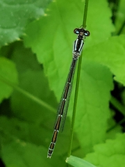 Coenagrion resolutum