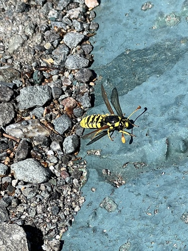 Pseudomasaris vespoides photo 2