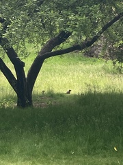 Urocitellus columbianus