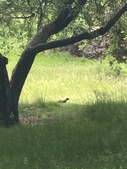 Urocitellus columbianus