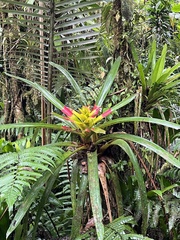Guzmania squarrosa