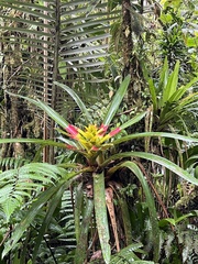 Guzmania squarrosa
