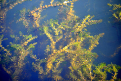 Myriophyllum spicatum