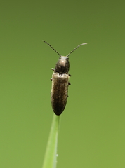 Cidnopus aeruginosus