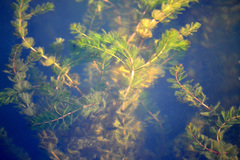 Myriophyllum spicatum