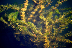 Myriophyllum spicatum