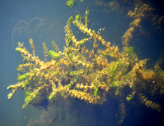 Myriophyllum spicatum