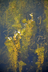 Myriophyllum spicatum