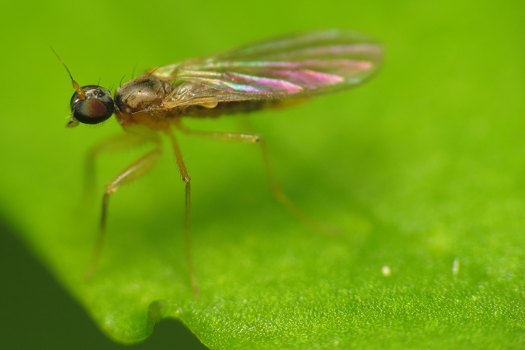 Chelipoda vocatoria