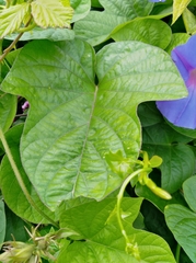 Ipomoea indica