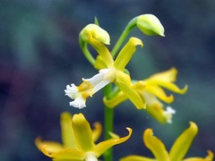 Cephalantheropsis obcordata