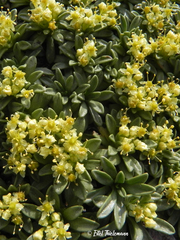 Azorella ruizii