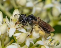 Andrena integra