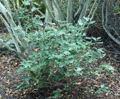 Olearia × macrodonta