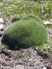 Azorella ruizii